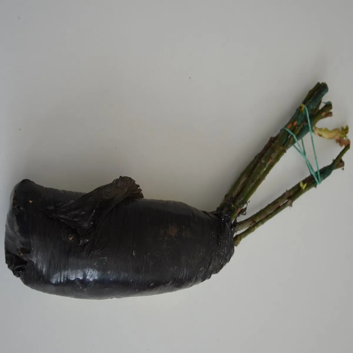 Růže velkokvětá keřová červenobílá - Rosa - prodej prostokořenných sazenic - 1 ks