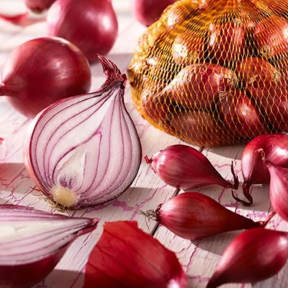 Cibule sazečka červená Rote - Allium cepa - prodej cibulek - 250 g