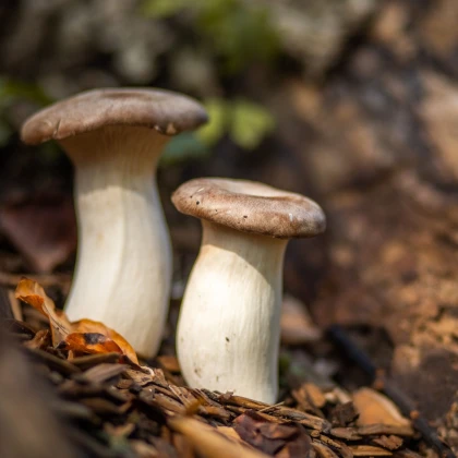 Hlíva královská máčková - Pleurotus eryngii - sadba - prodej - 250 ml