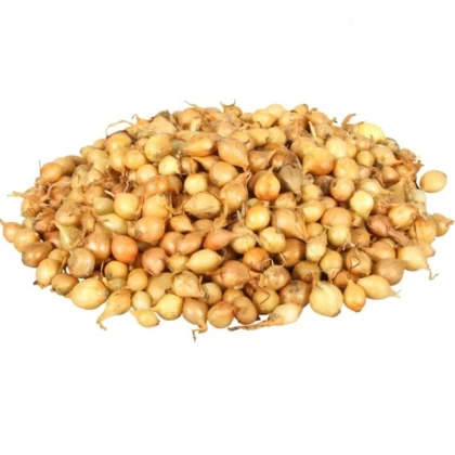Cibule sazečka Štutgart - Allium cepa - prodej cibulek - 250 g