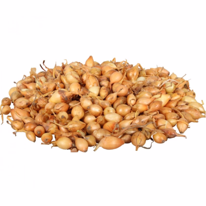 Cibule sazečka Všetana - Allium cepa - prodej cibulek - 250 g