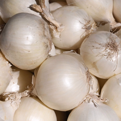 Cibule sazečka Snowball - Allium cepa - prodej cibulek - 500 g
