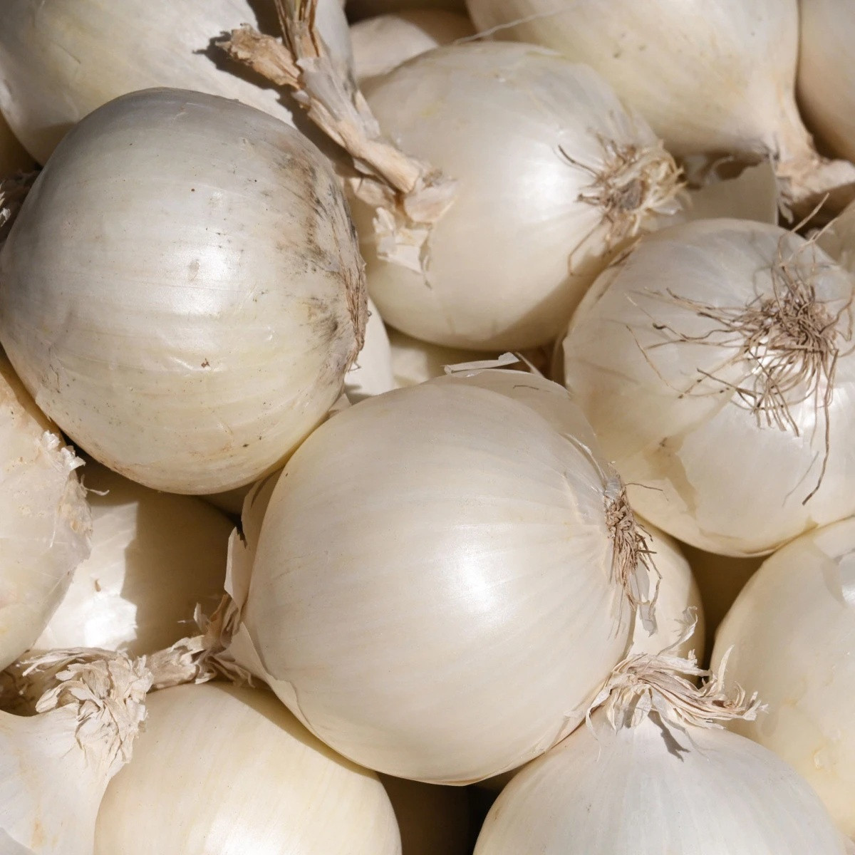Cibule sazečka Snowball - Allium cepa - prodej cibulek - 500 g