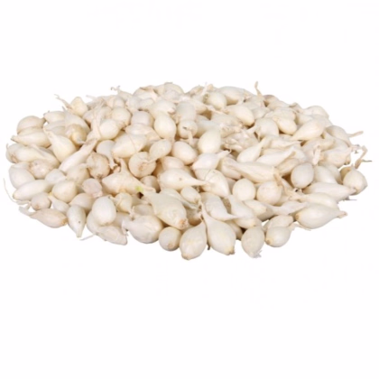 Cibule sazečka Snowball - Allium cepa - prodej cibulek - 500 g