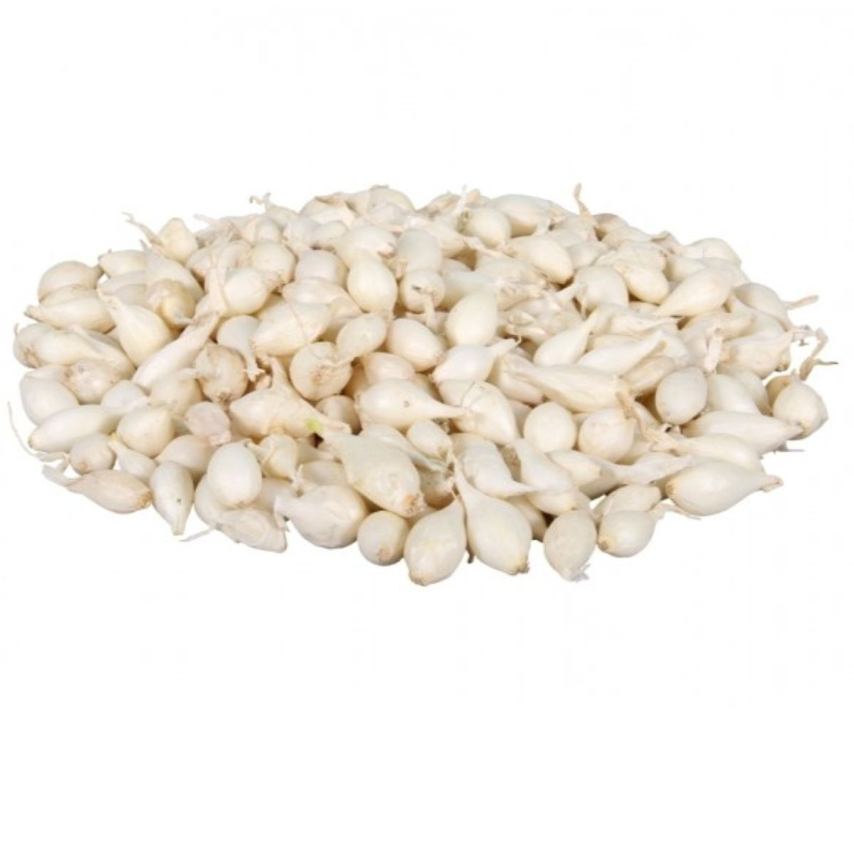 Cibule sazečka Snowball - Allium cepa - prodej cibulek - 250 g