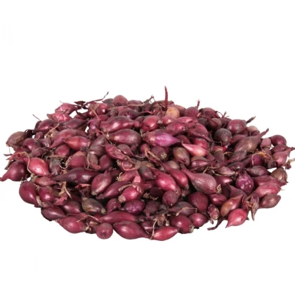 Cibule sazečka Karmen - Allium cepa - prodej cibulek - 250 g