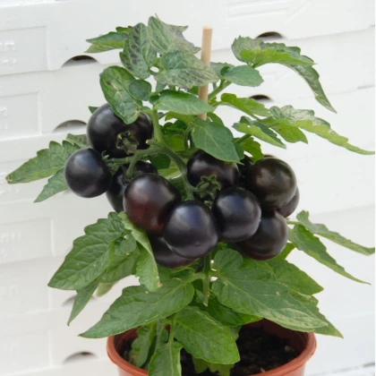 Rajče balkonové Purpleboy F1 - Solanum lycopersicum - prodej semen - 6 ks