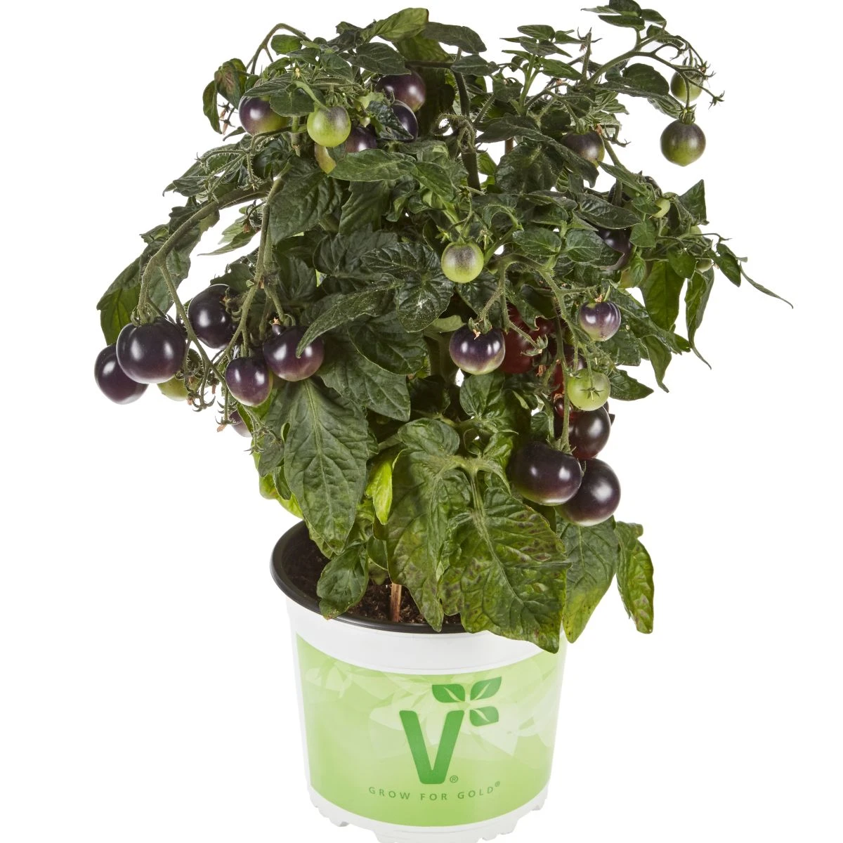 Rajče balkonové Purpleboy F1 - Solanum lycopersicum - prodej semen - 6 ks