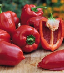Paprika Almira Midi Red F1 - Capsicum annuum - prodej semen - 5 ks