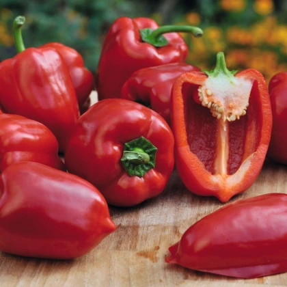 Paprika Almira Midi Red F1 - Capsicum annuum - prodej semen - 5 ks