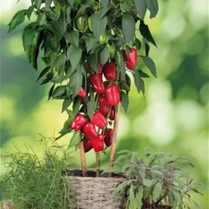 Paprika Almira Midi Red F1 - Capsicum annuum - prodej semen - 5 ks