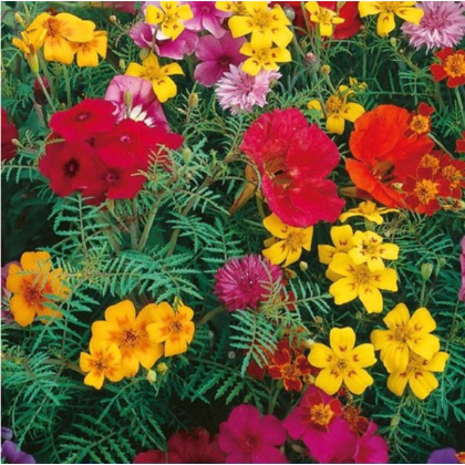 Směs barevných květů - prodej výsevních pásků - 5 m