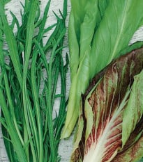 Semena italských salátů - prodej výsevních pásků - 5 m