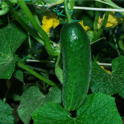 Okurka Najada F1 - Cucumis sativus - prodej semen - 15 ks