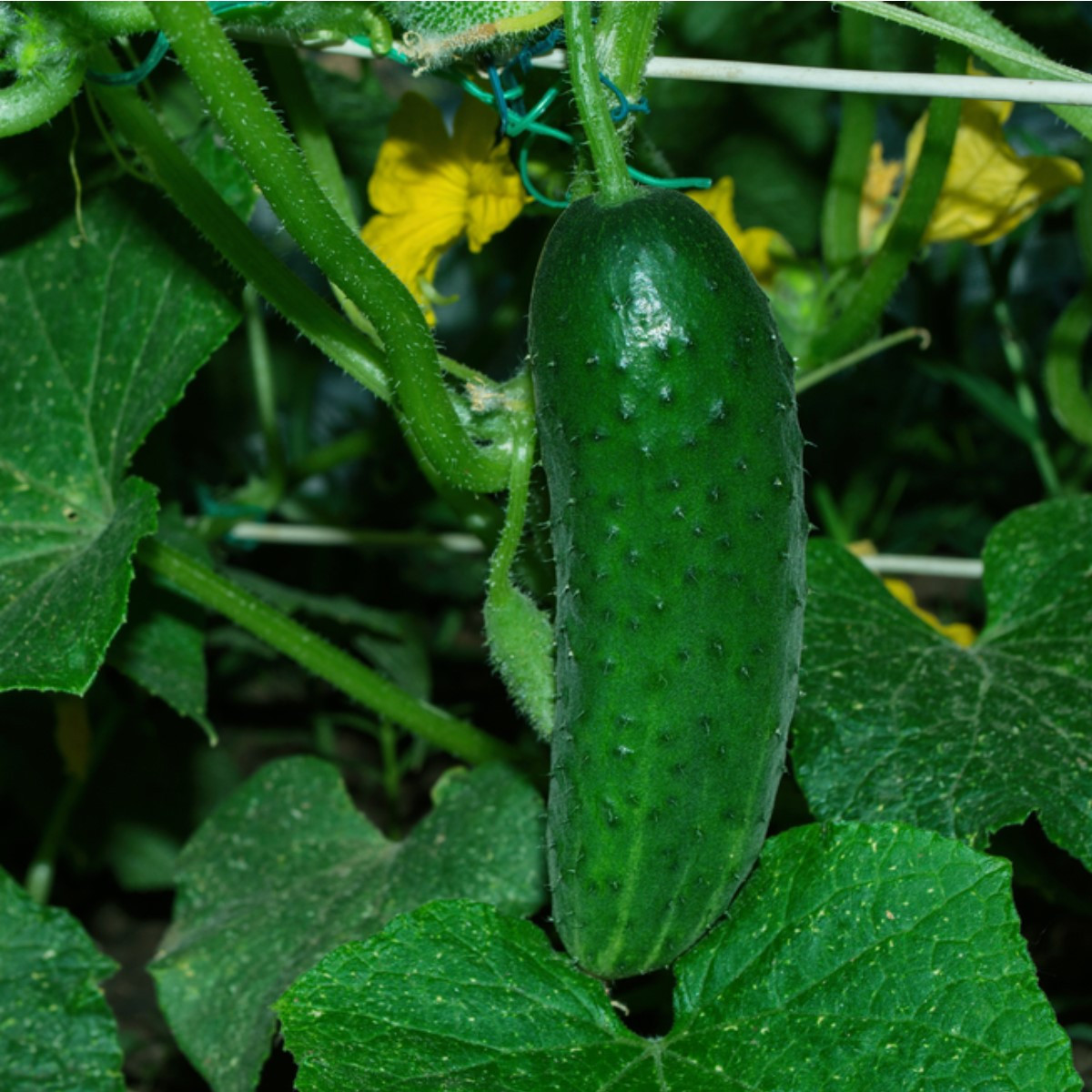 Okurka Najada F1 - Cucumis sativus - prodej semen - 15 ks
