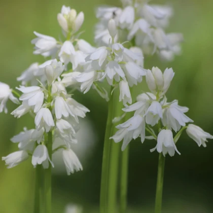 Ladoňka zvonkovitá bílá - Scilla campanulata - prodej cibulovin - 3 ks