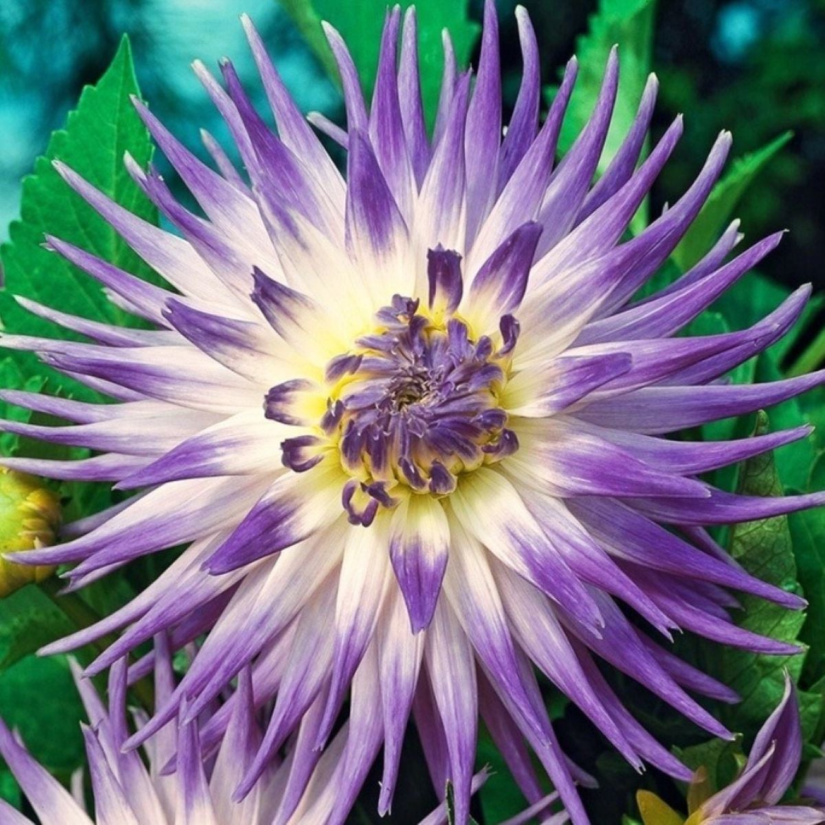 Jiřinka Veritable - Dahlia - prodej cibulovin - 1 ks