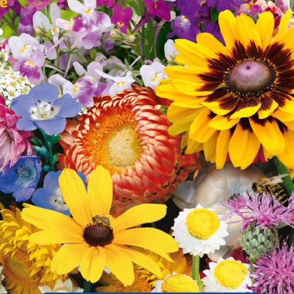 Květinová směs - zahradní suché kouty - Kiepenkerl - prodej semen - 1 ks