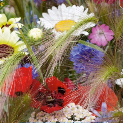 Směs květin - Záhon v kukuřičném poli - Kiepenkerl - prodej semen - 1 ks