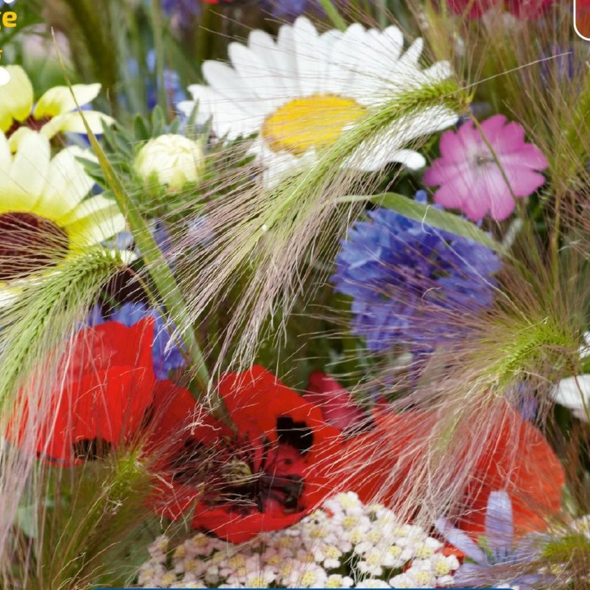 Směs květin - Záhon v kukuřičném poli - Kiepenkerl - prodej semen - 1 ks