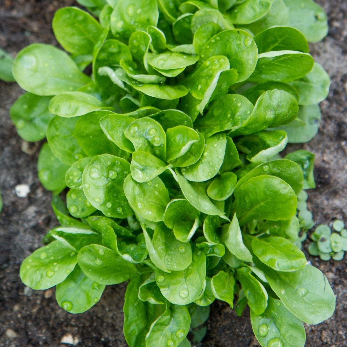 Salát Miro - prodej výsevních pásků - 1 ks