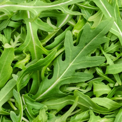 Rukola trio Wildfire, Astra a Ruca - prodej výsevních pásků - 1 ks