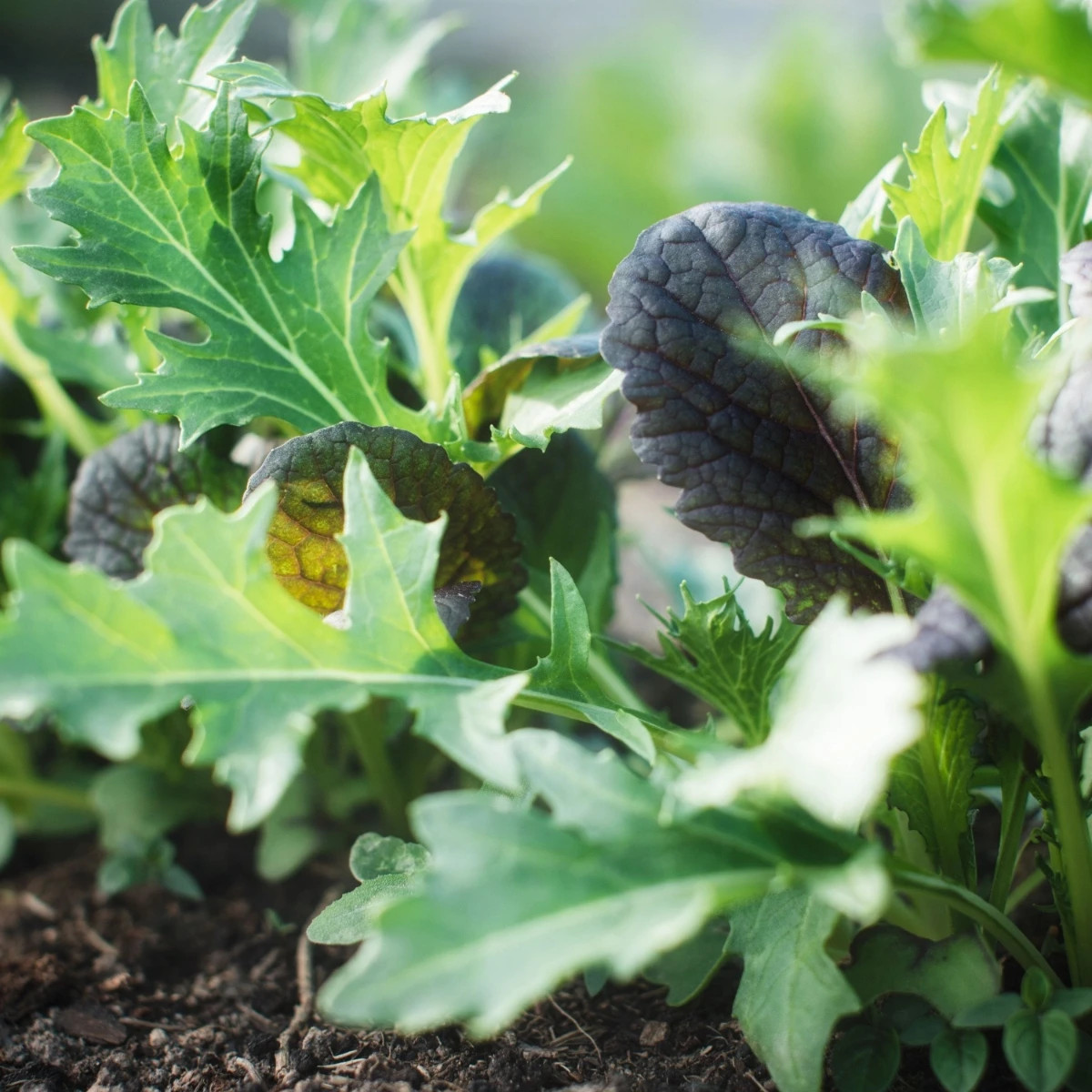 Mix asijských salátů - prodej výsevních pásků - 1 ks