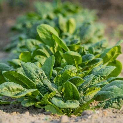 Špenát Helios - prodej výsevních pásků - 1 ks