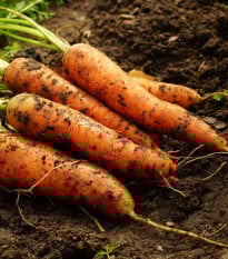 Semena mrkve Kamaran F1 - prodej výsevních pásků - 1 ks