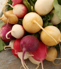 Semena ředkvičky Velikonoční vejce - prodej výsevních pásků - 1 ks