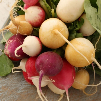 Semena ředkvičky Velikonoční vejce - prodej výsevních pásků - 1 ks