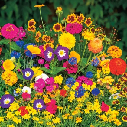 Květinová směs - Rozkvetlý koberec - prodej výsevních koberců - 15x150 cm - 1 ks