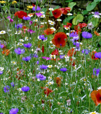Květinová směs - hmyzí louka - prodej výsevních koberců - 15x150 cm - 1 ks