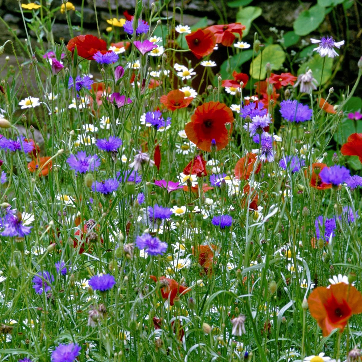 Květinová směs - hmyzí louka - prodej výsevních koberců - 15x150 cm - 1 ks