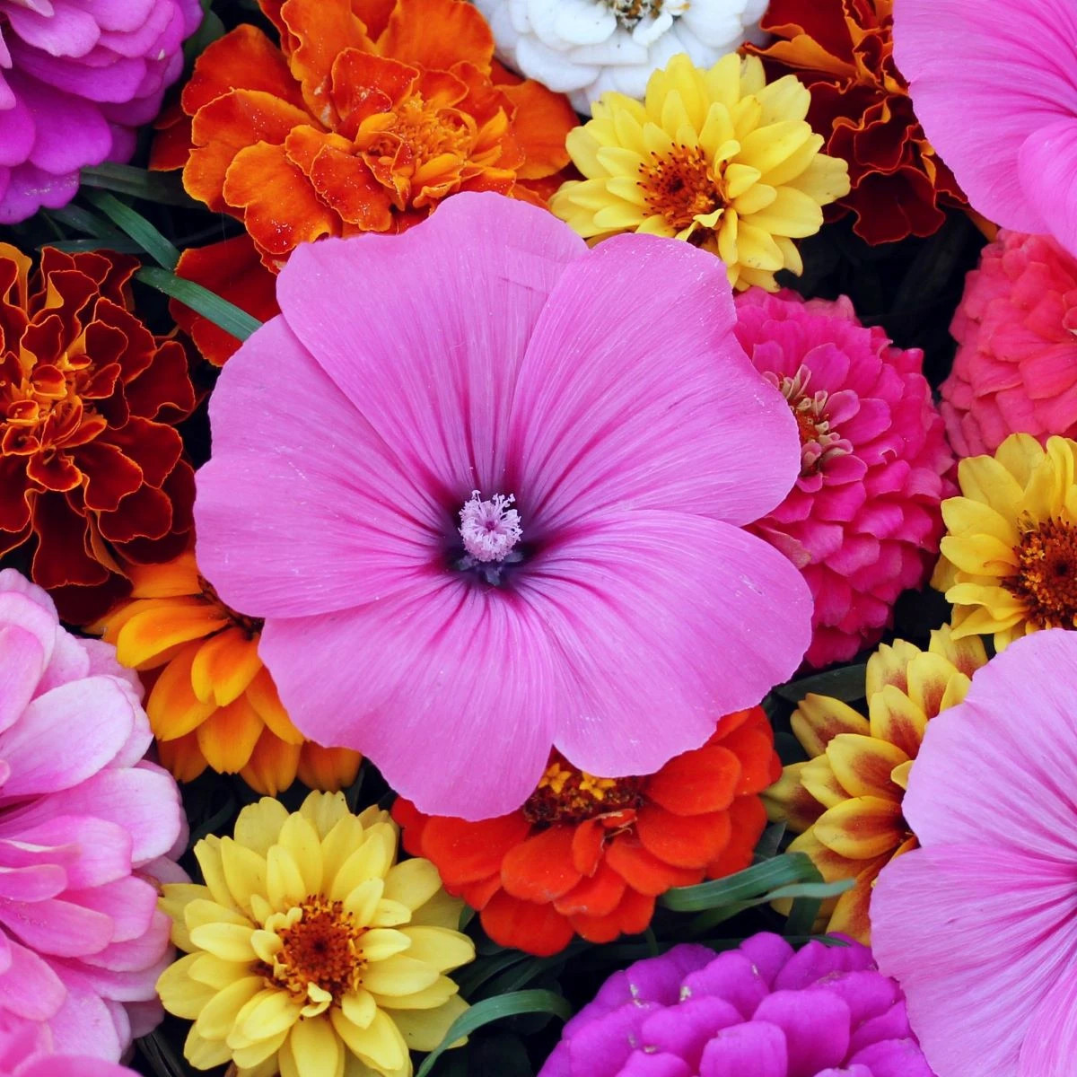 Květiny k řezu trio - Astra čínská, slézovec a ostálka - prodej výsevních pásků - 1 ks