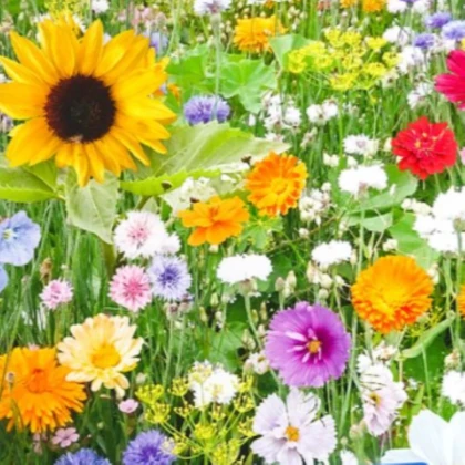 Květinová směs - Ptačí snídaně - prodej semen - 1 ks