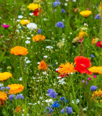 Květinová směs - Tempo květinová flóra - prodej semen - 1 ks