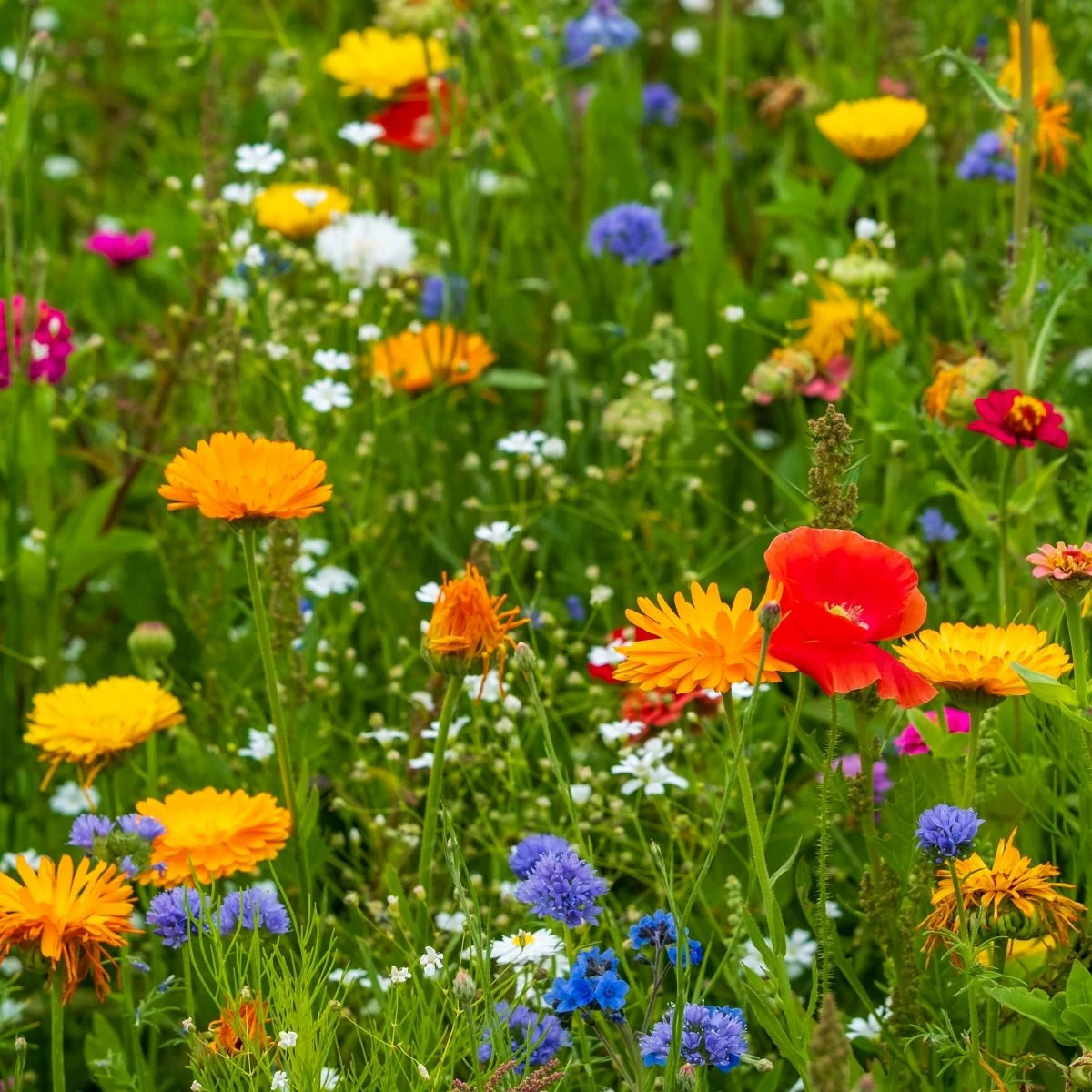 Květinová směs - Tempo květinová flóra - prodej semen - 1 ks