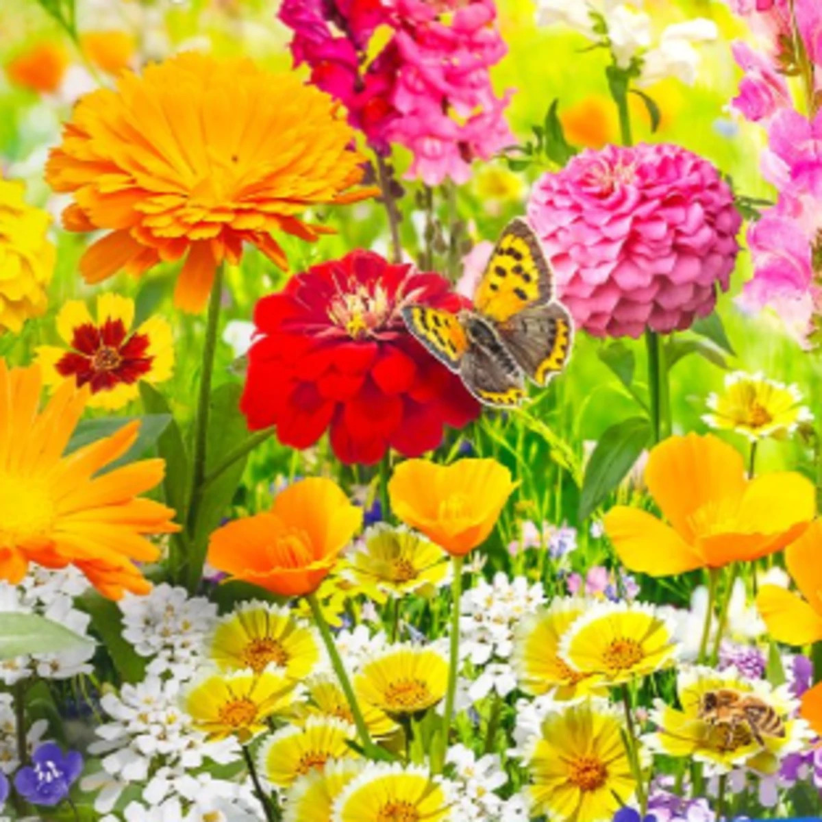 Květinová směs - Květinový koberec - prodej semen - 1 ks