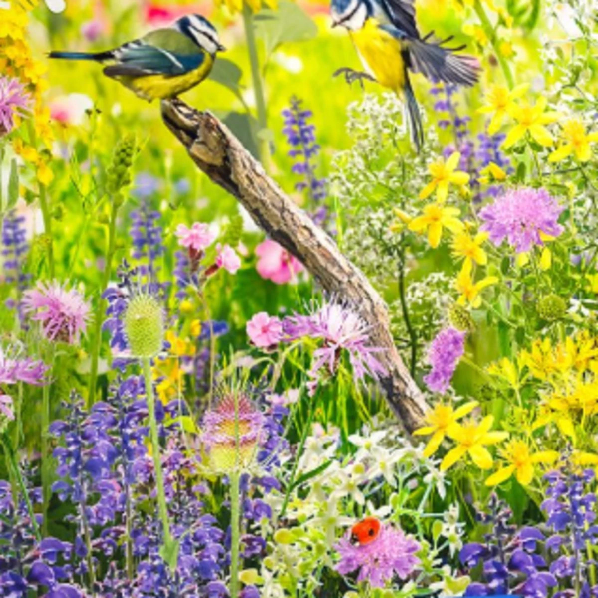 Květinová směs - Divoký ptačí ráj - prodej semen - 1 ks