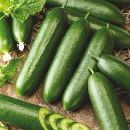 Okurka salátová Snack F1 - Cucumis sativus - prodej semen - 10 ks