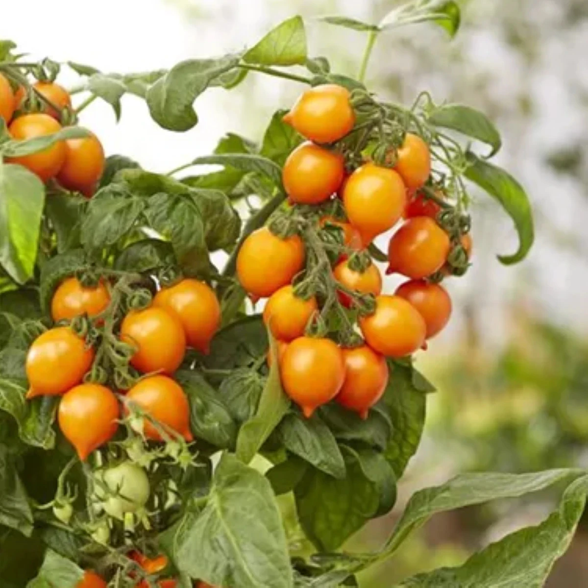 Rajče Evita Compact F1 Orange - Solanum lycopersicum - prodej semen - 6 ks