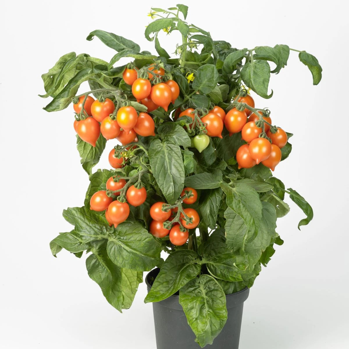 Rajče Evita Compact F1 Orange - Solanum lycopersicum - prodej semen - 6 ks