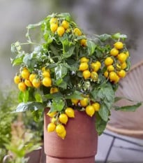 Rajče Evita Compact F1 Yellow - Solanum lycopersicum - prodej semen - 6 ks