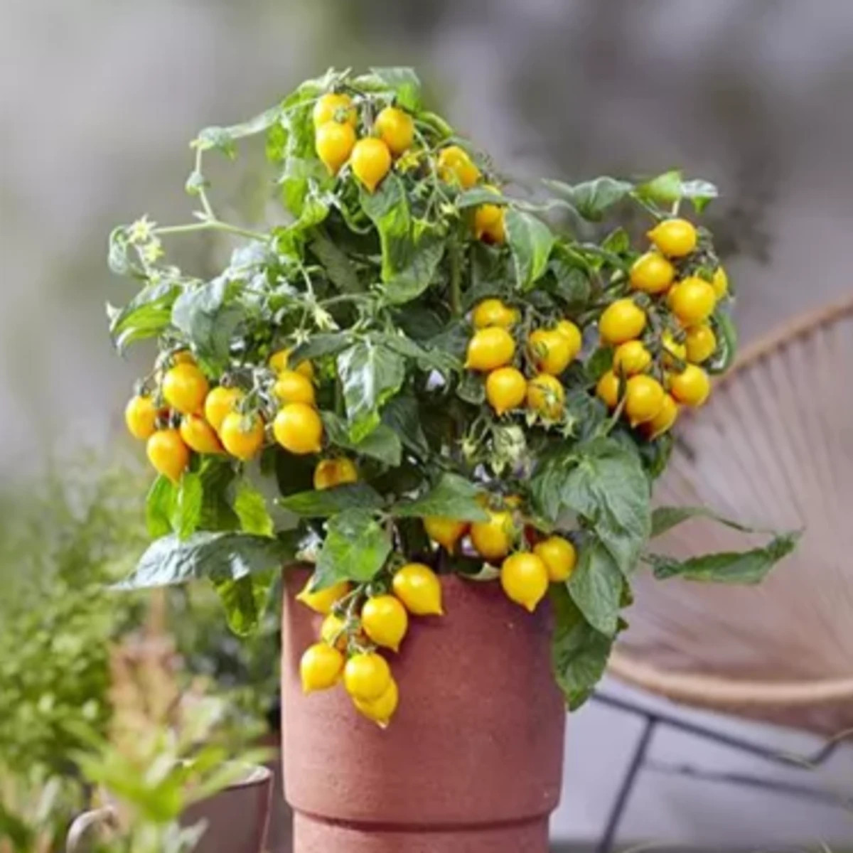 Rajče Evita Compact F1 Yellow - Solanum lycopersicum - prodej semen - 6 ks