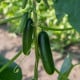 BIO Okurka Kaikura F1 - Cucumis sativus - prodej bio semen - 5 ks