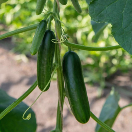 BIO Okurka Kaikura F1 - Cucumis sativus - prodej bio semen - 5 ks