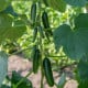 BIO Okurka Kaikura F1 - Cucumis sativus - prodej bio semen - 5 ks