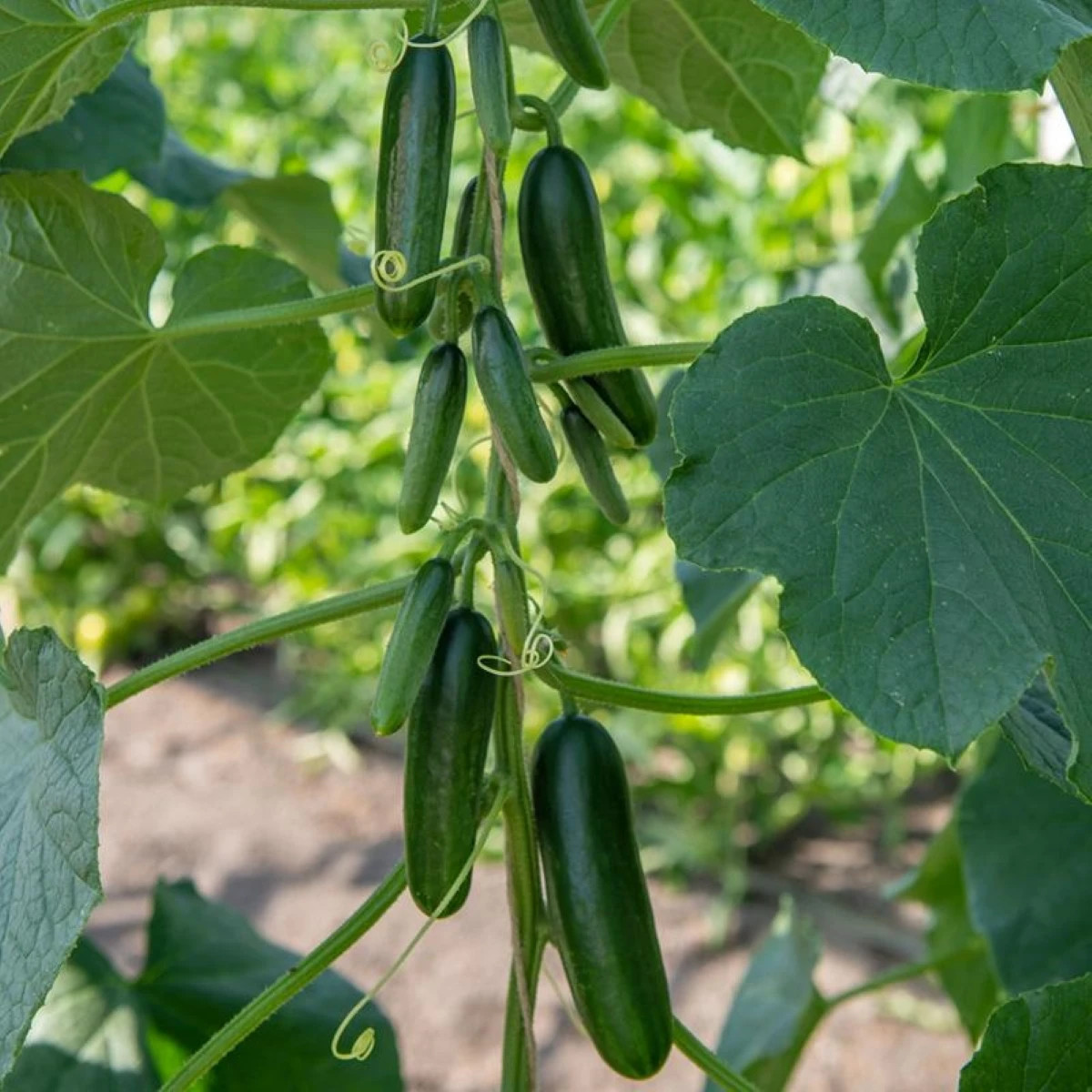 BIO Okurka Kaikura F1 - Cucumis sativus - prodej bio semen - 5 ks