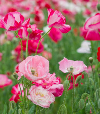 Mák vlčí směs barev - Papaver rhoeas - prodej semen - 200 ks